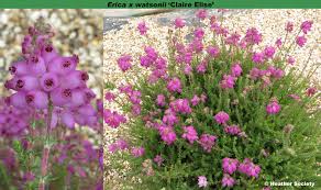 Image result for Erica wildii