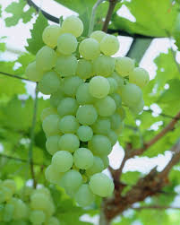 Common Grape Golden Champion European Grape Golden Champion Grape Plant Grape Trellis Grape Vine Trellis