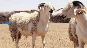 تفسير حلم الموز في منام المتزوجة. ØªÙØ³ÙŠØ± Ø±Ø¤ÙŠØ© Ø§Ù„ÙƒØ¨Ø´ ÙˆØ§Ù„Ø£Ø¶Ø­ÙŠØ© ÙÙ‰ Ø§Ù„Ù…Ù†Ø§Ù… Ø¨Ø§Ù„ØªÙØµÙŠÙ„ Ù…ÙˆÙ‚Ø¹ Ù…Ø­ØªÙˆÙ‰
