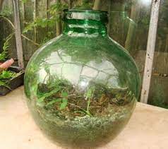Grow A Terrarium Bottle Garden