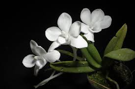 Image result for Subularia monticola