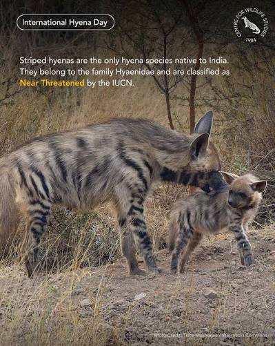 There are four distinct species of hyenas in the world, but only one is native to India - the striped hyena. They are an essential part of the wild. However, striped hyenas
