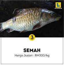 Jadi di sini disenarai tiga ikan paling mahal di malaysia. Lelong My 5 Spesis Ikan Idaman Kaki Pancing Di Malaysia Facebook