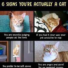 Maybe you would like to learn more about one of these? Hilarious Cat Memes To Make You Laugh Right Meow