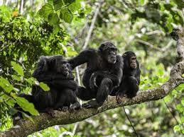 Kaiamx raw bedroom tape