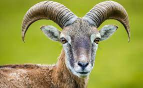 The thing is, the term g.o.a.t is not only used in basketball, but it is also widely used in every other sport as well. Goat Dream Meaning And Interpretation Dream Glossary And Dictionary