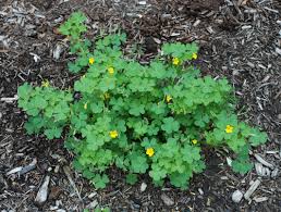 Image result for Oxalis corniculata