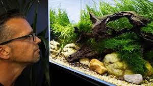 The Beautiful Aquascapes at Horizon Aquatics