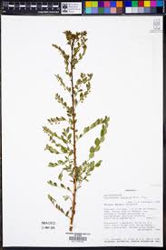 Image result for Phyllanthus ovalifolius