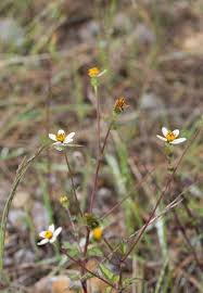 Image result for Bidens biternata
