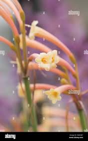 Image result for Cyrtanthus mackenii