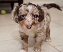 Aussiedoodle Puppies Are All We Do We Breed The Smartest