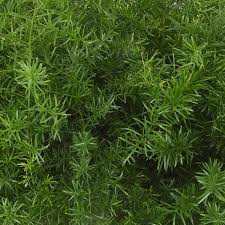 Image result for A. densiflorus Sprengeri