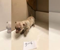 Cliffdale rd, fayetteville, nc 28314. View Ad Chihuahua Litter Of Puppies For Sale Near North Carolina Fayetteville Usa Adn 208614