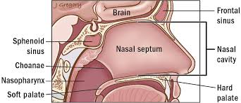 The cavity of the nose (cavum nasi) is divided by the septum of the nose into the right and left halves. Nose Sinus Cancer Anatomy