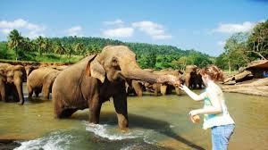 Kandy to Pinnawala Tour