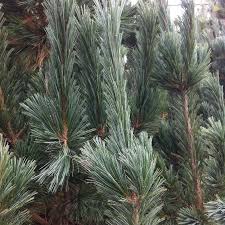 Pinus flexilis 'vanderwolf's pyramid' rocky mountains white pine. Pinus Flexilis Vanderwolf S Pyramid From Nvk Nurseries