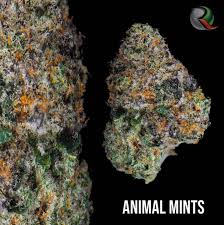Animal Mints Strain A Doughy And Minty Gsc Cross That Delivers A Knockout Punch Respect My Region