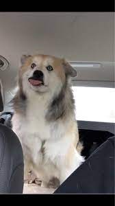 22 Derpy Dogs Cute Little Animals Bored Dog Cuddly Animals