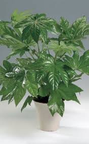 11 Zimmerpflanzen Fur Dunkle Ecken In 2020 Pflanzen Zimmer Pflanzen Zimmerblumen