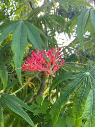 Image result for Jatropha multifida