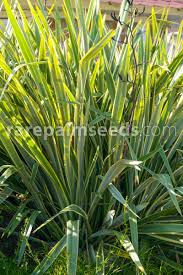Tenax occurs naturally in new zealand and norfolk island, while p. Phormium Tenax Variegatum Variegated New Zealand Flax Buy Seeds At Rarepalmseeds Com