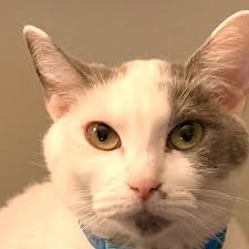 Fundraiser by Amanda Griggs : Unicorn's Emergency Vet Bills