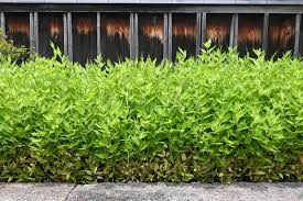 Image result for Shibataea