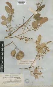 Image result for Pterocarpus lucens