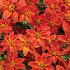 But, like most flowering annuals, it does best when watered regularly. Campfire Flame Bidens Hybrid Proven Winners
