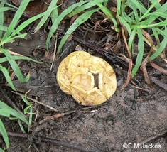 Image result for Scleroderma cepa