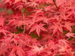 L'erable japonais (acer palmatum) est l'un des plus beaux arbres d'automne. Planting In Pots Which Species Work Well Alaster Anderson The Planting Experts Plant Advice Installation Maintenance