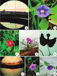 Image result for Ipomoea parasitica