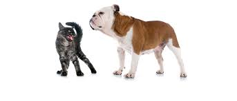 If you had to decide on only one, which would you choose? How Feline Agility In Business Leads To Long Term Growth