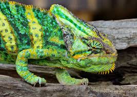 Alle infos farben zu diesem thema sehen sie auf der dafür vorgesehenen page, insekten welche. Jemenchamaleon Chamaeleo Calyptratus Foto Bild Tiere Zoo Wildpark Falknerei Amphibien Reptilien Bilder Auf Fotocommunity