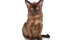 The american burmese and the british burmese (and are not to be confused with sacred cat of burma, in respect of which, see birman). 5 Beguiling Facts About Burmese Cats Mental Floss