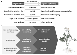 Image result for Lefebvrea longipedicellata