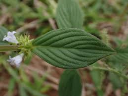 Image result for Spermacoce ruelliae