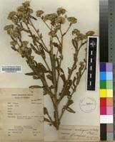 Image result for Vernonia galpinii