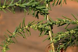 Image result for Suaeda