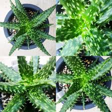 Image result for Aloe aculeata × ortholopha