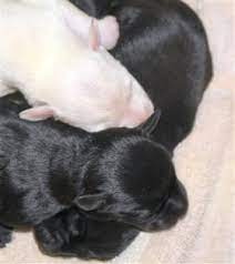 Miniature Schnauzer Puppy For Sale Oregonlive Com Miniature Schnauzer Puppies Smart Dog Puppies For Sale