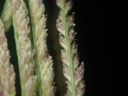 Image result for Sporobolus pyramidalis