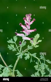 Image result for Fumariaceae