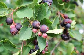 A saskatoon berry strongly resembles a blueberry in size and shape, however it is a bit more 'firm' than a blueberry and has a sweet, sort of nutty flavour. Preserving A Taste Of Summer Saskatoon Berry Jam Bite