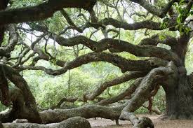 So fantastic, she may think you are proposing! Angel Oak Is One Of The Very Best Things To Do In Charleston