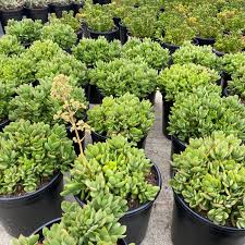 Image result for Crassula granvikii