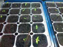 Cara memindahkan anak pokok cili ke tempat yang lebih baik masa yang sesuai memindahkan anak pokok cili ini boleh dilakukan ketika waktu awal pagi dari jam. Menanam Benih Cili Habanero Nurezqi Enterprise