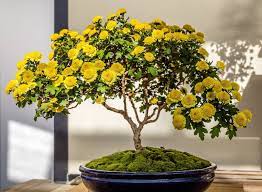 The mums have been carefully tended in the typical bonsai style. 16 Bonsai Mums Ideas Bonsai Bonsai Tree Bonsai Plants