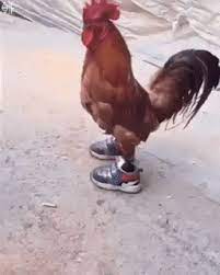 Large collection of the best gifs. Ù…Ø¯ÙˆÙ†Ø© Ù…ÙˆÙ‚Ø¹ ÙØ§ÙŠØ¹ Ù„Ù„ØµÙˆØ± ØµÙˆØ± Ù…ØªØ­Ø±ÙƒØ© Ù…Ù†ÙˆØ¹Ø© Gifs Ù…Ø¶Ø­Ùƒ Funny Chicken Humor Funny Gif Cute Funny Animals